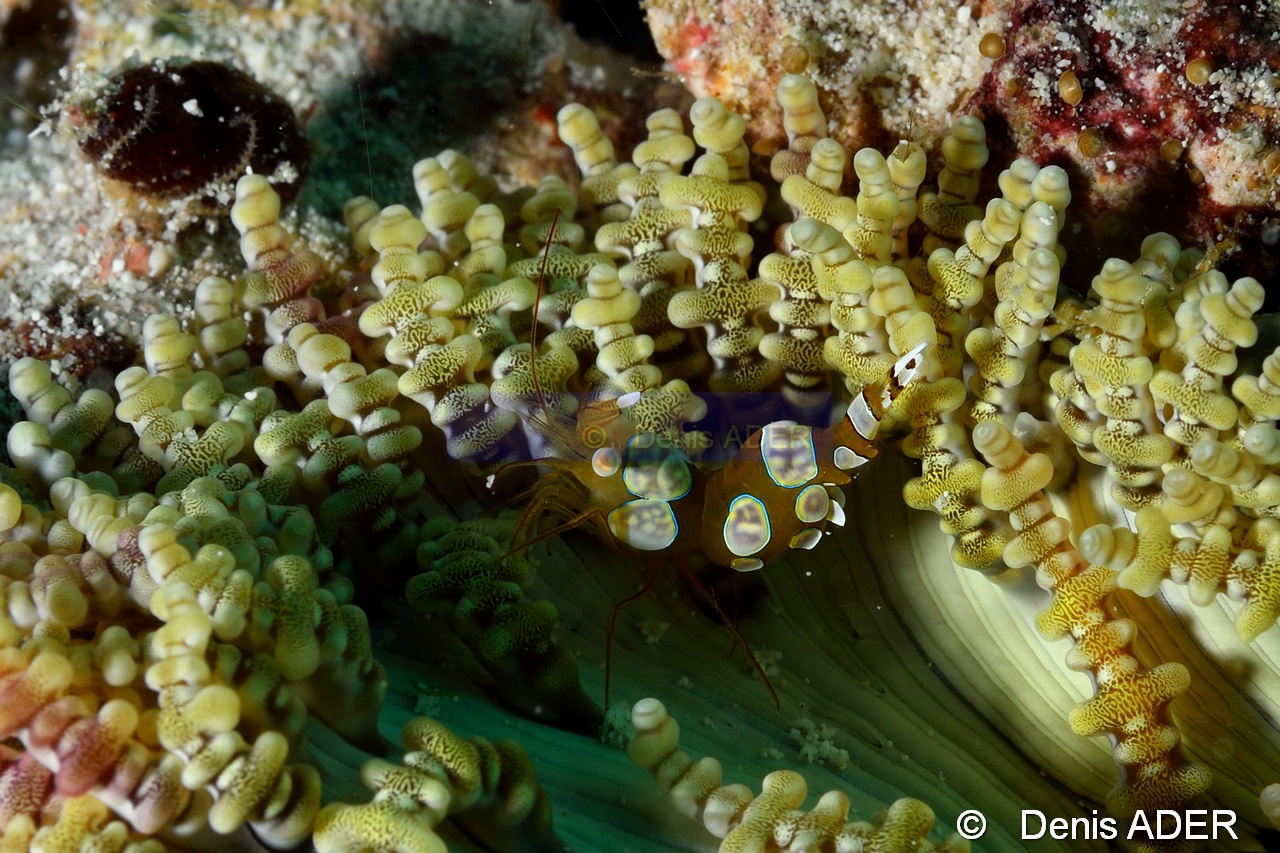 Heteractis aurora Thor amboinensis-Liwutonkidi Jetty beach-21m-20180604-Denis-ADER-DSC_4189_tn.jpg